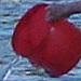 DSC00102_Panorama1_101x20cm_Dx75