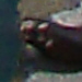 DSC00937_Panorama1_71x27cm_Dx75