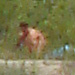 DSC09249_Panorama1_115x27_Dx75